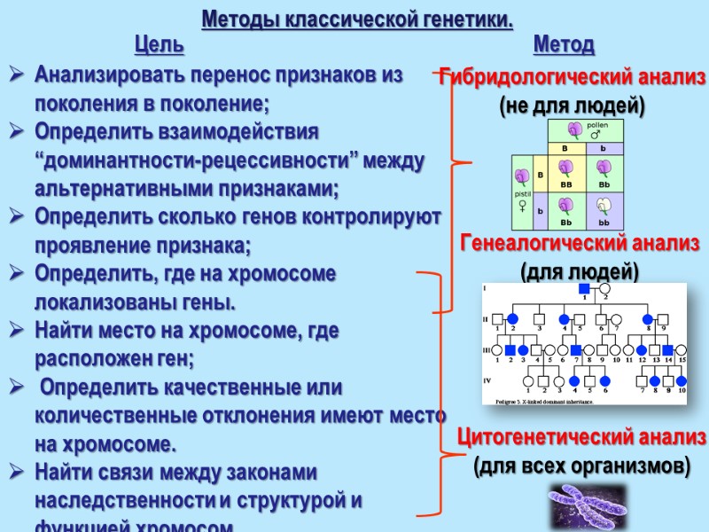 Методы классической генетики. Цель Метод Анализировать перенос признаков из поколения в поколение; Определить взаимодействия